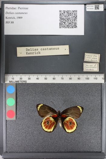 Media type: image;   Entomology 128266